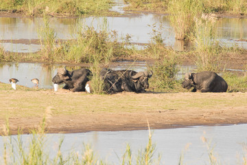 Close up image of Cape Buffalo in a nature reserve in South Africa