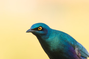 Close up image of a glossy starling in a nature reserve in south africa