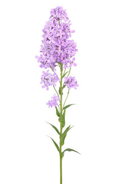 Dame's Rocket (Hesperis matronalis) flower