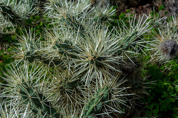 Naklejka na ściany i meble Cactus plant isolated on volcanic soil. Cylindropuntia tunicata