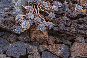 Cactus plant isolated on volcanic soil. Graptopetalum paraguayense