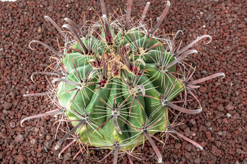 Cactus plant isolated on volcanic soil.