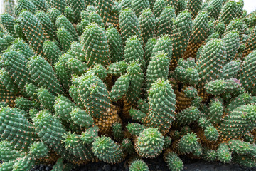 Cactus plant isolated on volcanic soil.Euphorbia caput-medusae