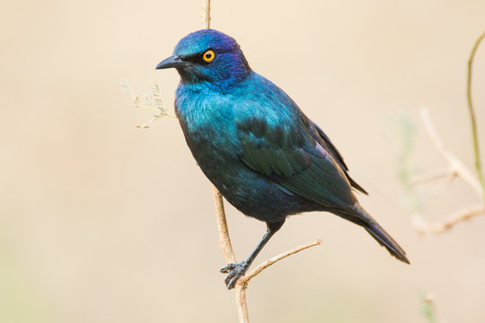Close up image of a glossy starling in a nature reserve in south africa