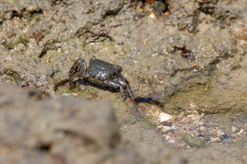 Crab searching for food on a seashore rock.