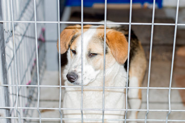 portrait of a fold dog in a shelter cage