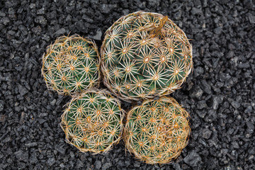 Cactus plant isolated on lava stone soil. Mammillaria elongata