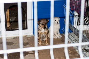 two dogs in the shelter enclosure