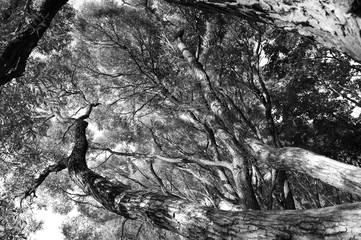 tree 