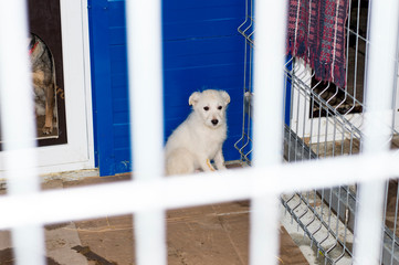 white beautiful puppy in shelter