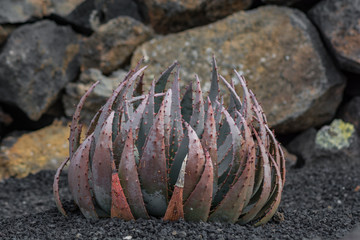 Cactus plant isolated on volcanic soil.