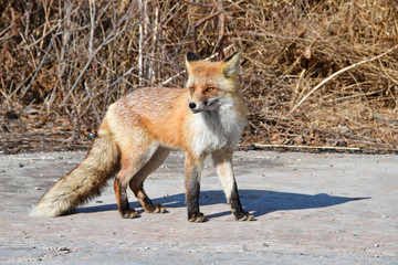 Naklejka na ściany i meble Russia,Vladivostok, red Fox came out to people in search of food in the winter in frosty day