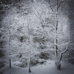 Snow covered trees