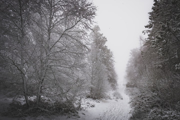 Woodland in Winter