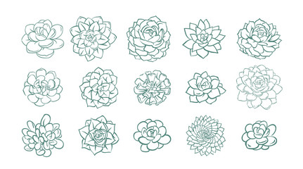 Set of hand drawn line succulent plant isolated on white background. Vector illustration