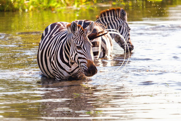 Fototapeta na wymiar Zebras im Fluss
