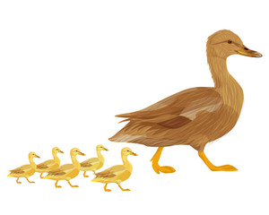 the duck with little duck vector design