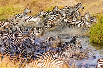 Fototapeta na wymiar Zebras im Wasser