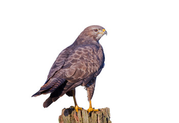 Mäusebussard sitzt freigestellt vor weissen Hintergrund auf einem Eichenpfahl