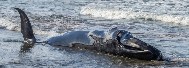 Wounded dying humpback whale grounding in the coast in Basque Country