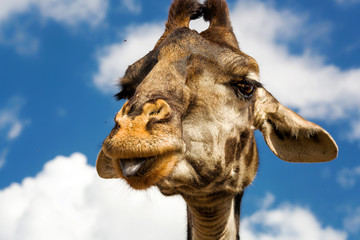 Giraffe streck Zuge raus