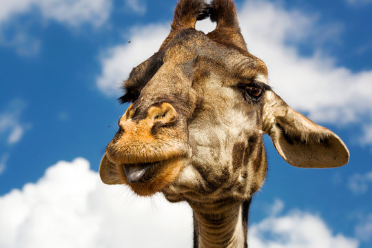 Giraffe streck Zuge raus