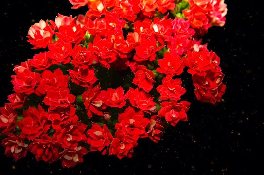 Fleurs rouge saint valentin