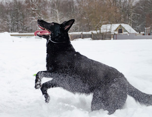 East European Shepherd. Young energetic dog walks. Young dog plays with its owner. Obedient and intelligent dog. 