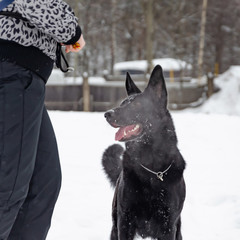 East European Shepherd. Young energetic dog walks. Young dog listens to the owner and performs...