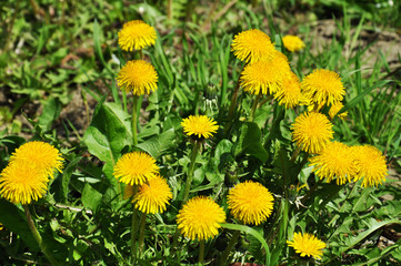 Spring field of yellow dandelions on the background of emerald green spring