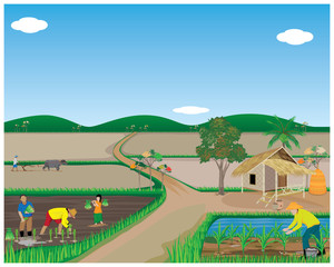 Naklejka premium farmer transplant rice seeding in paddy field vector design