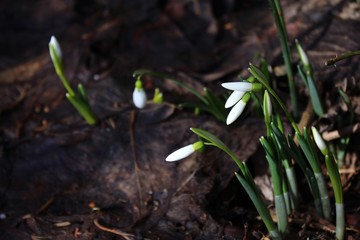 Schneeglöckchen im Laub