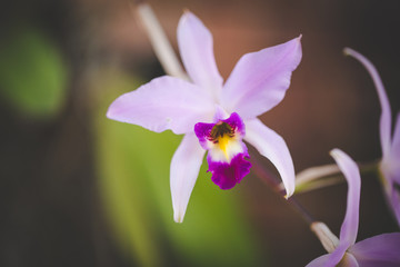 Close up image of a micro orchid in a nursery