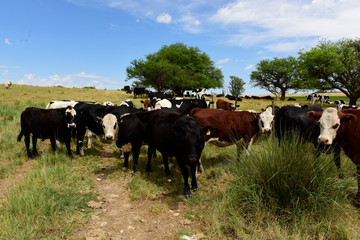 Naklejka na ściany i meble Cows fed on natural grass, La Pampa, Argentina