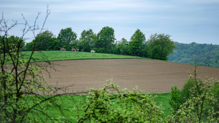 Naklejka na ściany i meble Meadowland