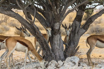 Antelopes hiding in shade of big tree in Etosha Park