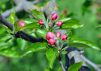Blooming apple tree in spring time. Garden tree. Pink buds