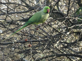 Ring Necked Parakeet