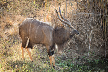 Close up image of a Nyala at a watering hole drinking water in a national park in south africa