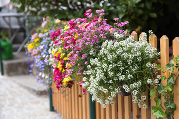 Beautiful flowers hanging on a wooden fence