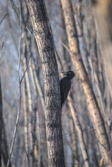 tree, bird, nature, animal, forest, wildlife, branch, wild, blue, winter, spring, snow, birds, squirrel, black woodpecker Dryocopus martius