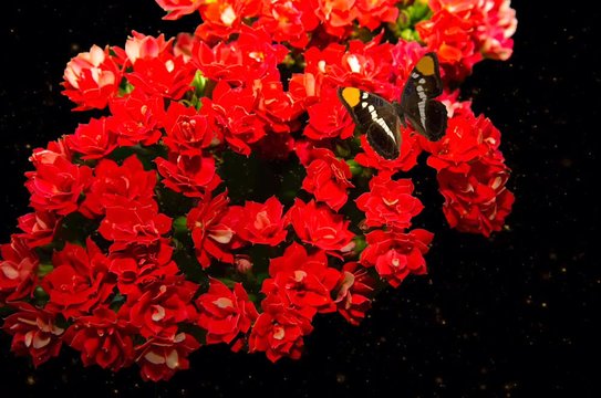Fleurs rouge et papillon
