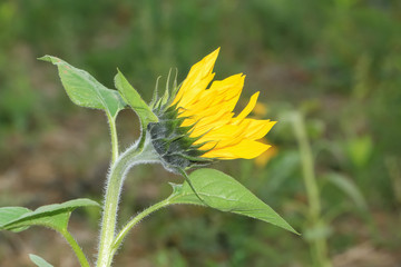 Knospe einer Sonnenblume, Helianthus annuus