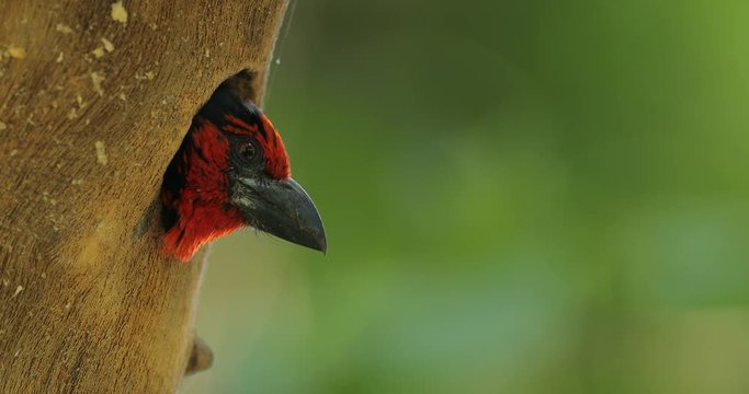 Black-collared barbet, Lybius torquatus, wild bird, Okavango delta, Botswana, Africa. Nesting behavour, nest tree hole with red head. Barbet with red head, wildlife nature. 