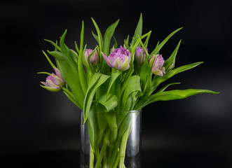 vase with pink tulips on black background insulated