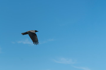 Crow flying against the blue sky.