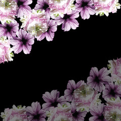 Beautiful floral background of pelargonium and petunia 