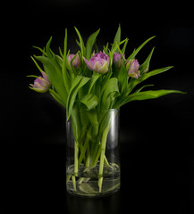 vase with pink tulips on black background insulated
