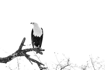 Close up image of an African Fish Eagle in a tree at a lake in a national park in south africa
