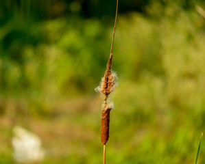 Cotton flower grass on a background